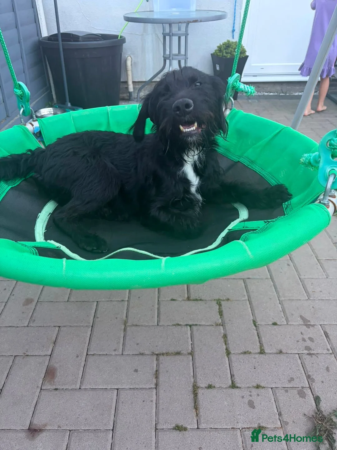 Mixed Breed dogs for sale: Teddy in Chatham - Advert 2