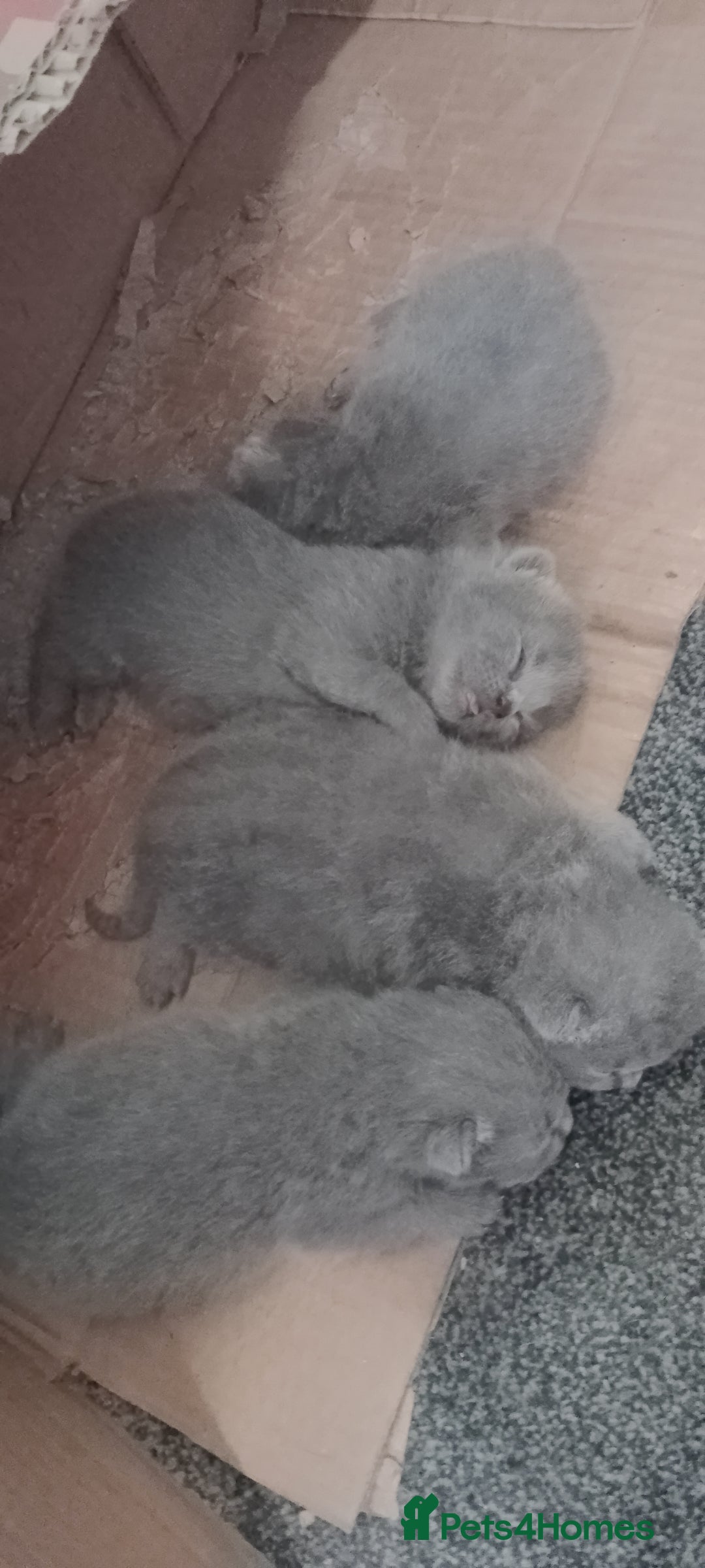 British Shorthair cats for sale: Purebred British shorthairs - Image 2