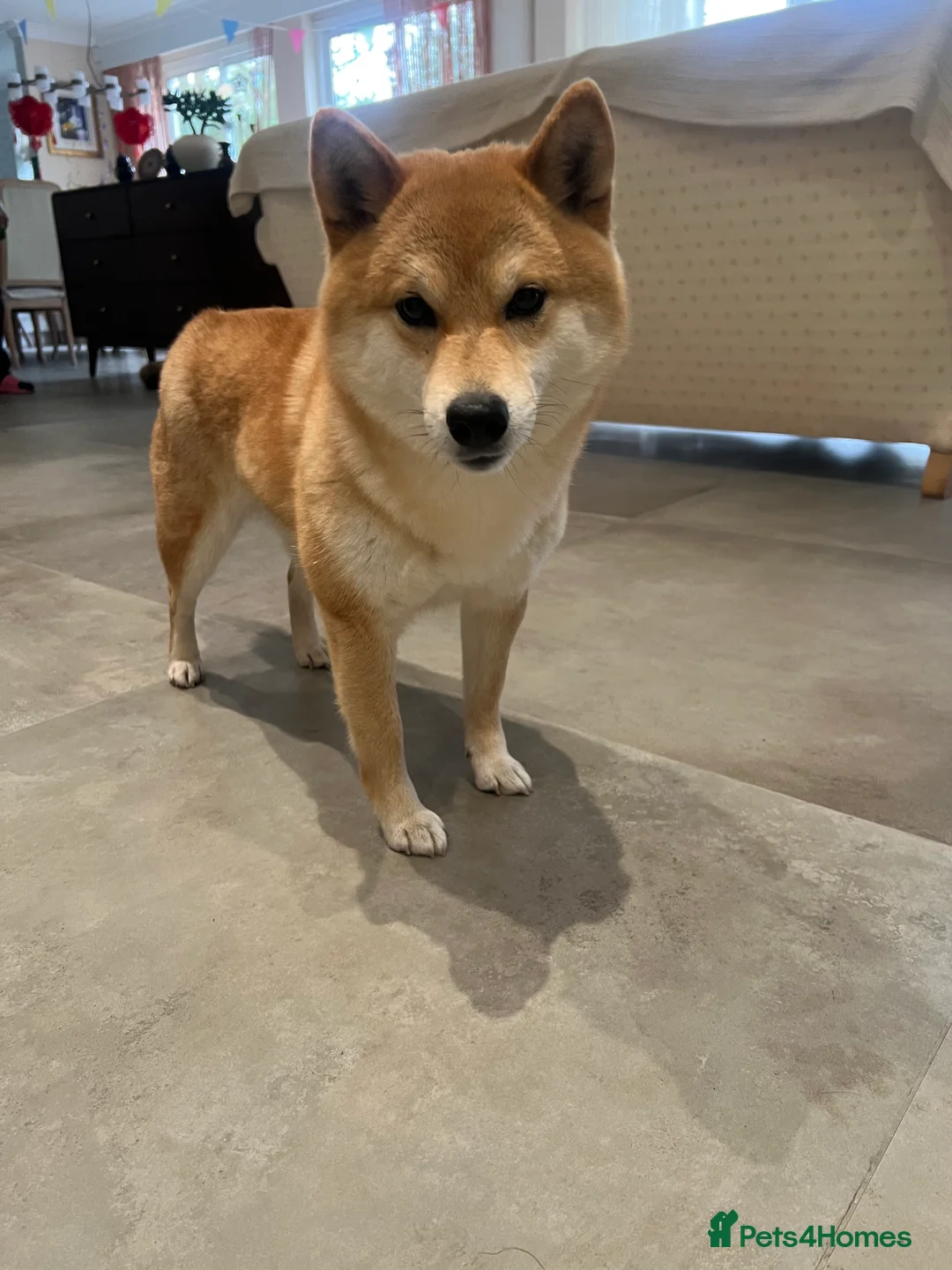 Japanese Shiba Inu dogs for sale: My 2-Year-Old Shiba Inu Evee – Loving Home Wanted in Northwood - Advert 3