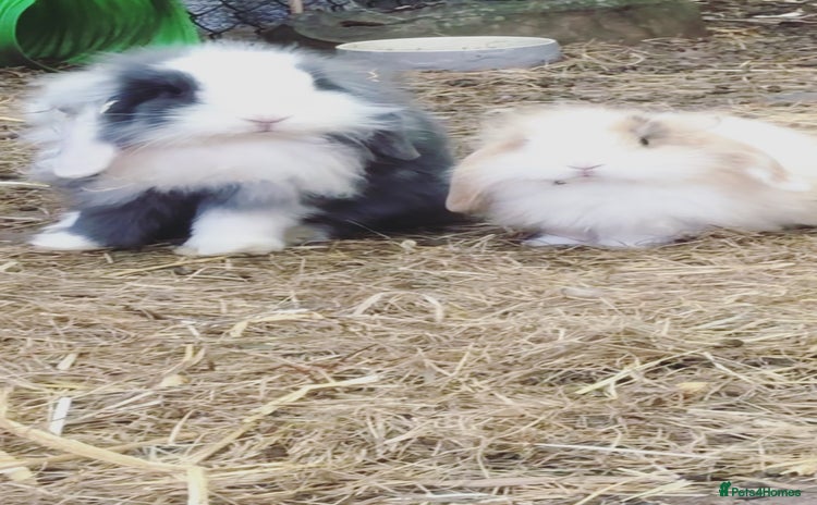 Mini Lion Lop rabbits - Advert 6
