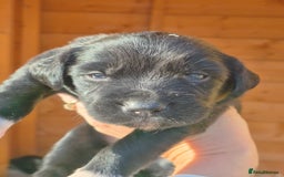 Mixed Breed dogs for sale: Beautiful sprollie puppies  - Image 6