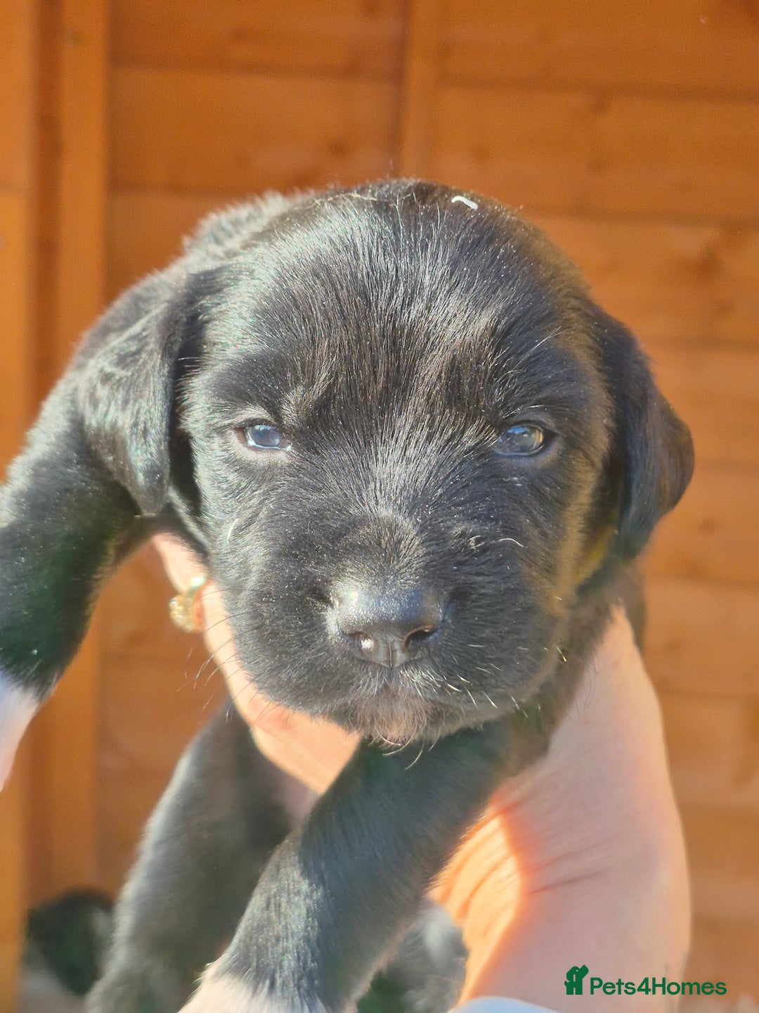 Mixed Breed dogs for sale: Beautiful sprollie puppies  - Image 6