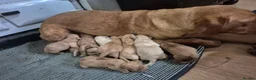 Labrador Retriever dogs for sale: 🐾 Labrador Puppies – Fox Red & Golden 🐾 - Advert 12