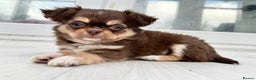 Chihuahua dogs for sale: Kc long haired female - Advert 2