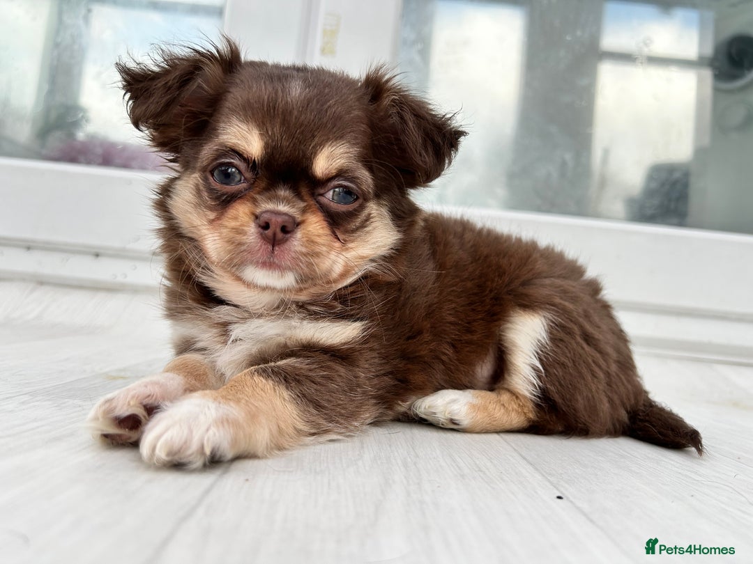 Chihuahua dogs for sale: Kc long haired female - Advert 2