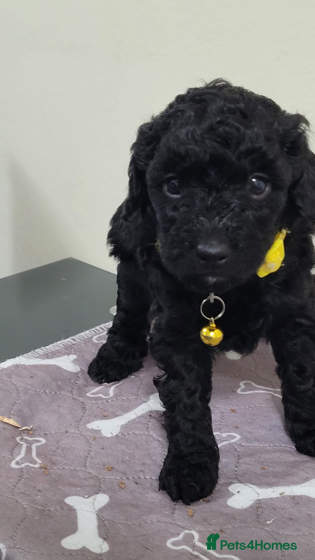 Sproodle dogs for sale: toy sproodle puppies (double doodle)  - Advert 3