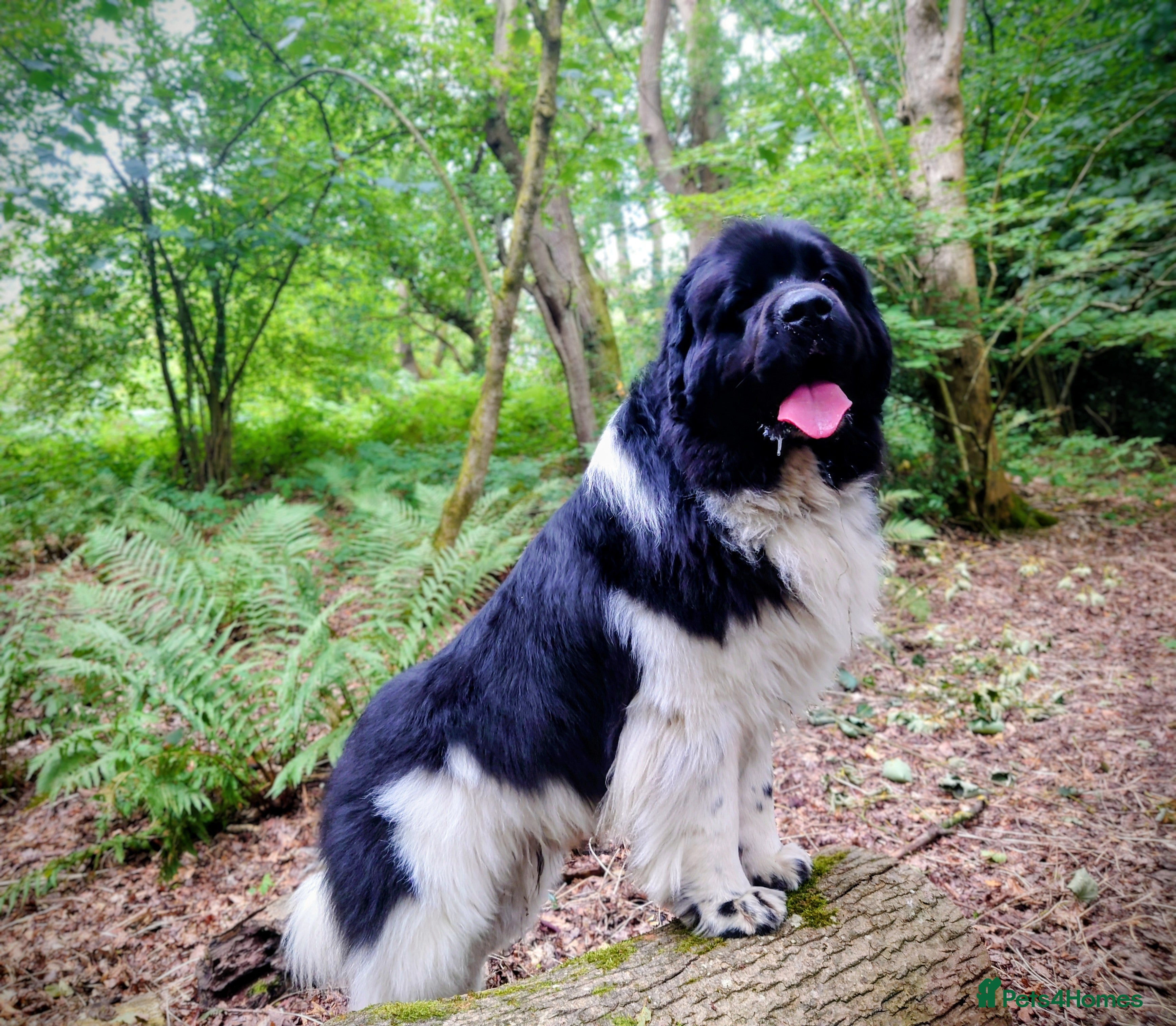 Newfoundland dogs KC registered health tested Landseer Newfoundland  in Ilkeston - Advert 1