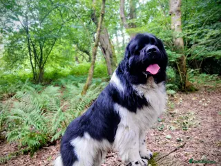 Newfoundland dogs KC registered health tested Landseer Newfoundland in Ilkeston - Advert 2