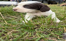 Cocker Spaniel dogs for sale: Extensively Health Tested KC Registered  - Image 12