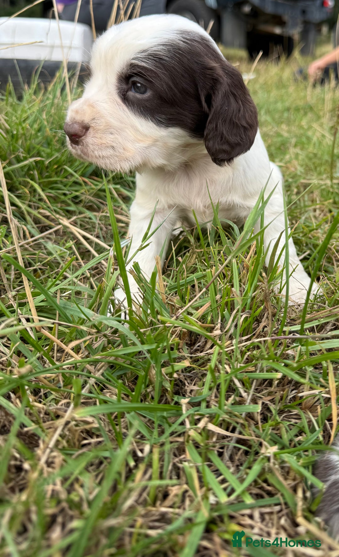 Cocker Spaniel dogs for sale: Extensively Health Tested KC Registered  - Image 12