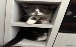Domestic Shorthair cats for sale: Kittens - Image 10