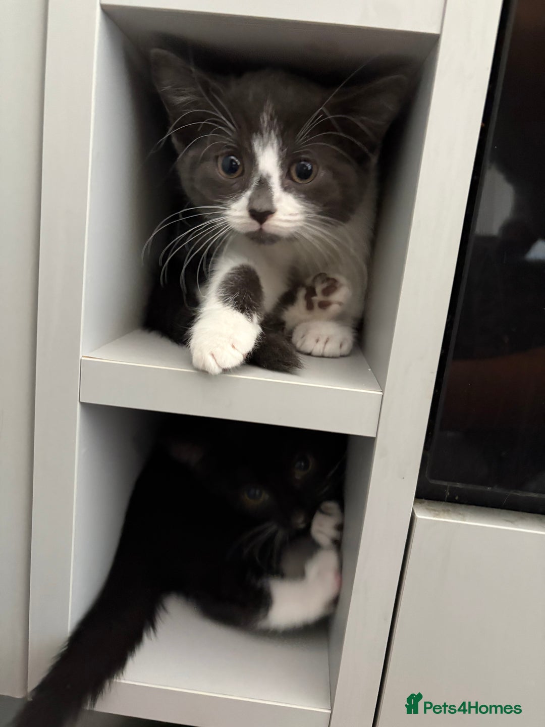 Domestic Shorthair cats for sale: Kittens - Image 10