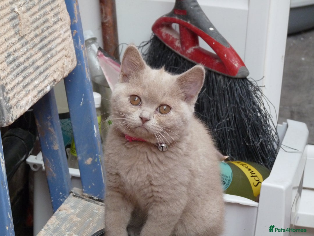 British Shorthair cats for sale: britsh short hair kittens  in Orpington - Image 15
