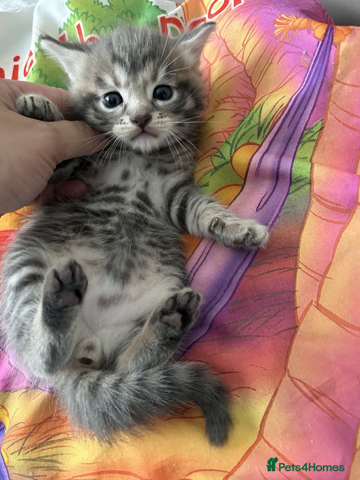 Mixed Breed cats Beautiful Tabby Kittens ready for new home - Advert 5