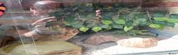 Milk Snake reptiles for sale: Tangerine Honduran Milk Snake - Advert 14