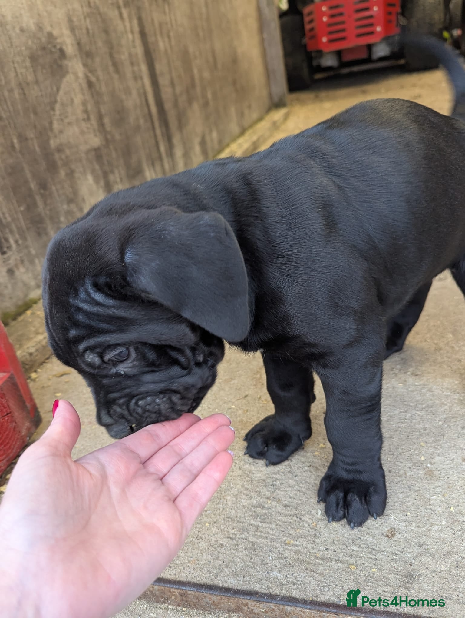 Cane Corso dogs for sale: Cane Corso Irish Kennel club registered  - Advert 2