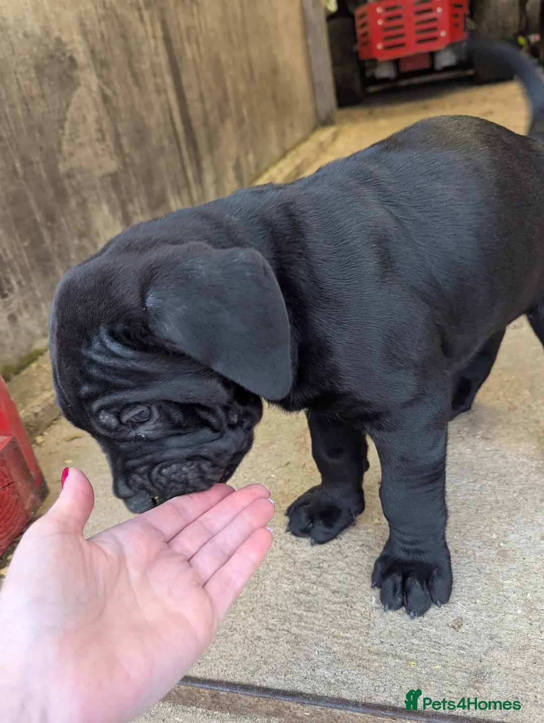 Cane Corso dogs for sale: Cane Corso Irish Kennel club registered  in Enniskillen - Advert 2