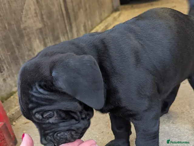 Cane Corso dogs for sale: Cane Corso Irish Kennel club registered - Advert 2