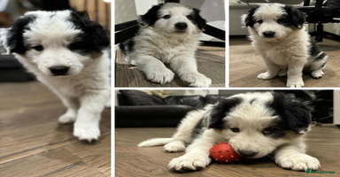 Border Collie dogs - Advert 7