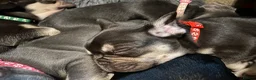 French Bulldog dogs for sale: Frenchies in Blackburn - Advert 6