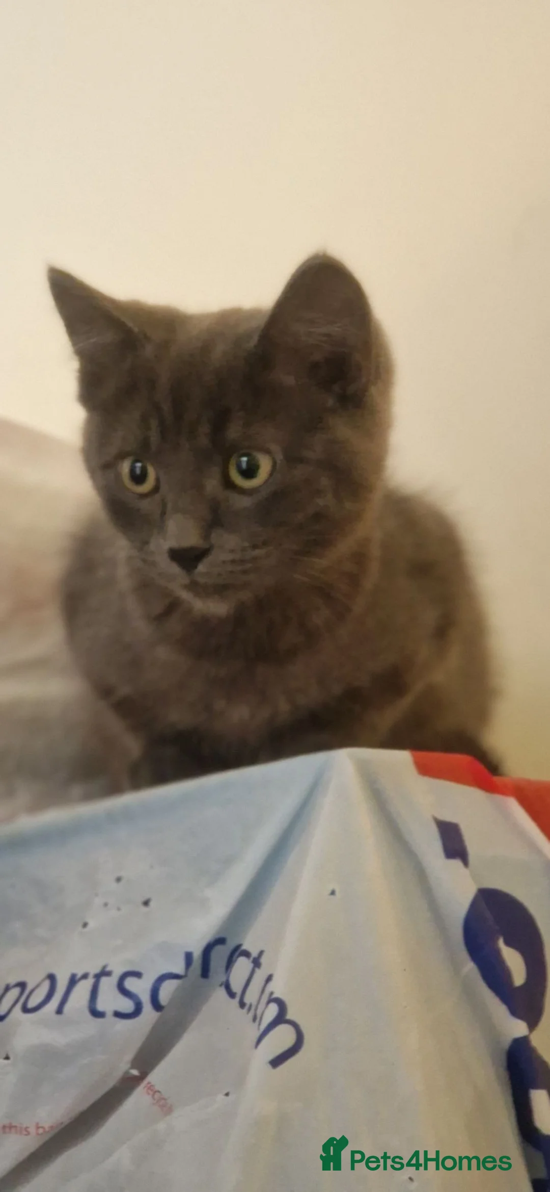 Mixed Breed cats for sale: 2 Adult cats, 2 Kittens - Advert 7