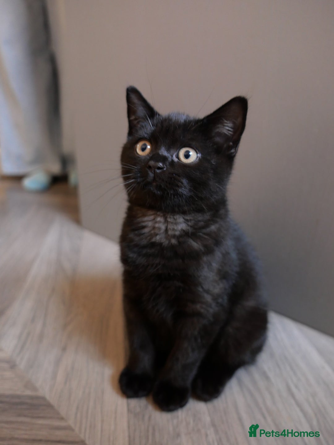 British Shorthair cats for sale: GCCF Registered British Shorthair Kittens -Cardiff - Advert 11