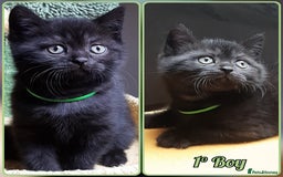 Mixed Breed cats for sale: British kittens 🐾 - Image 2