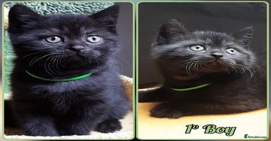 Mixed Breed cats - Advert 2