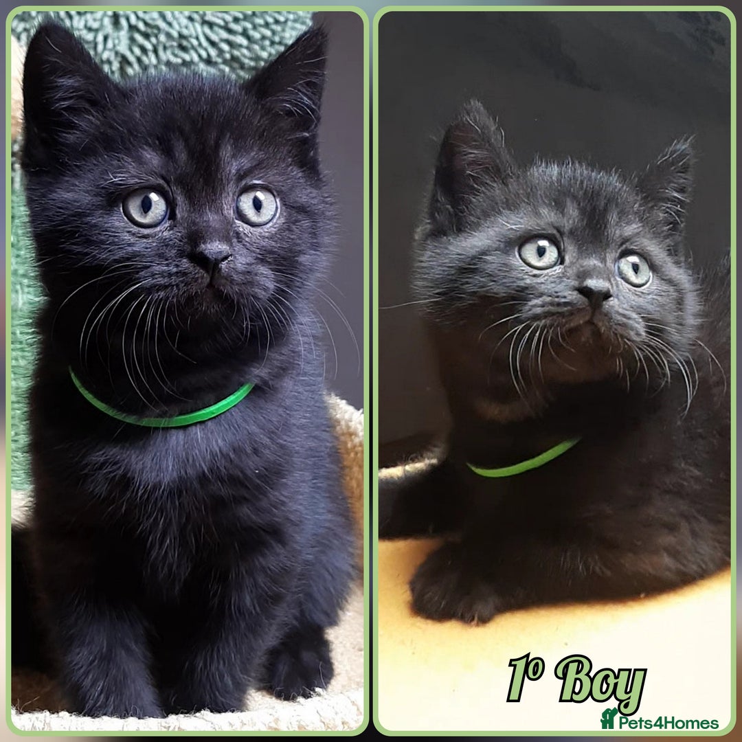 Mixed Breed cats for sale: British kittens 🐾 - Image 2