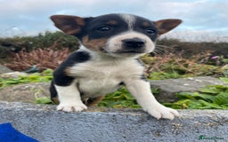 Mixed Breed dogs for sale: Border Jack Puppies (Border Collie X Jack Russel) - Image 17