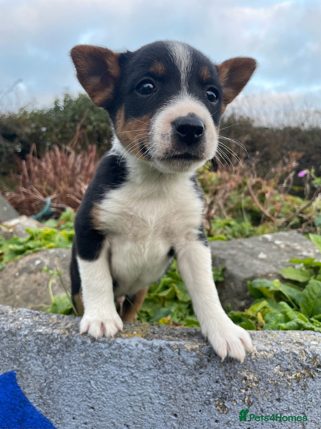 Mixed Breed dogs for sale: Border Jack Puppies (Border Collie X Jack Russel) - Image 17
