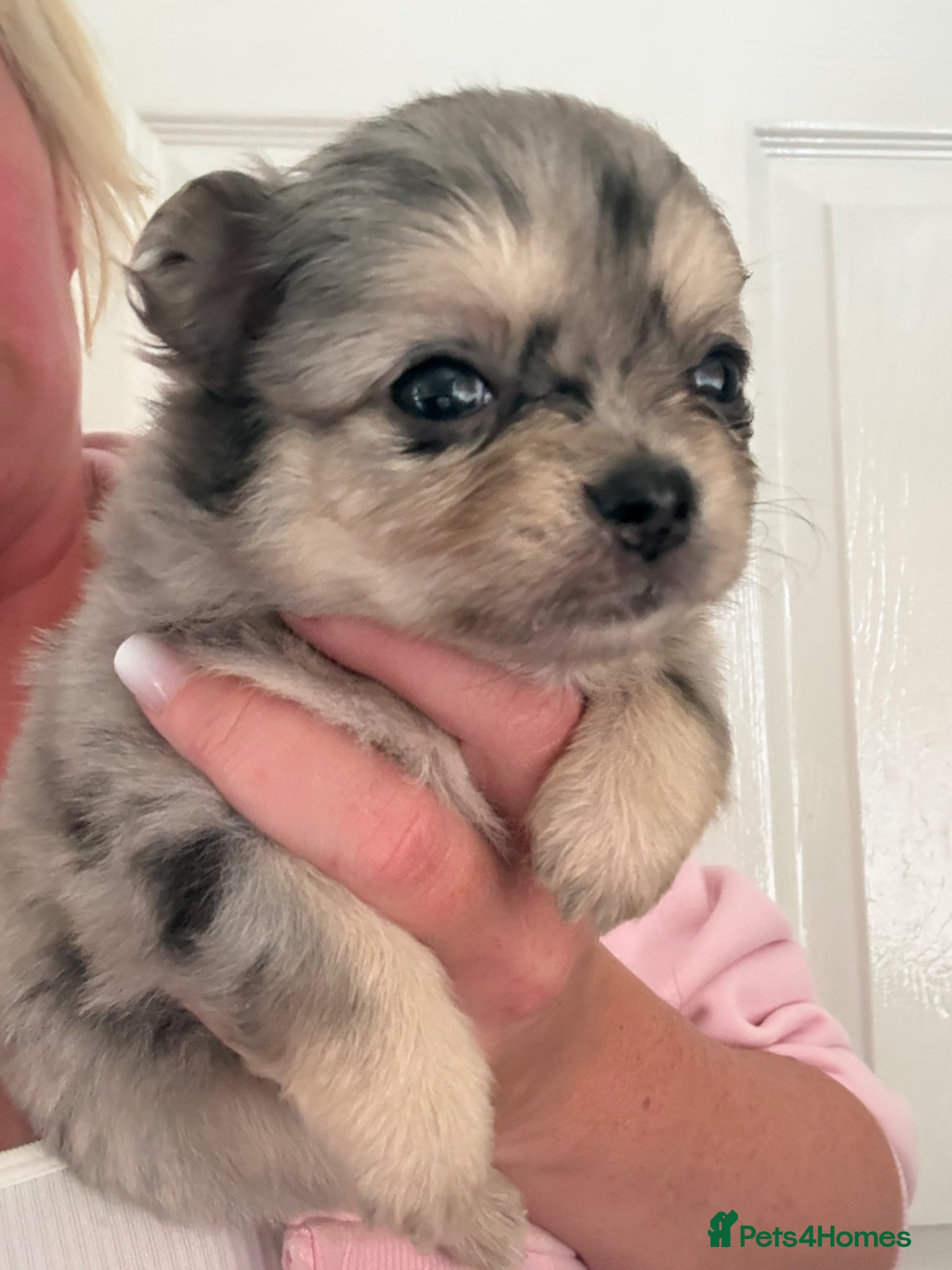 Pomchi dogs Pomchi Puppies - Advert 18