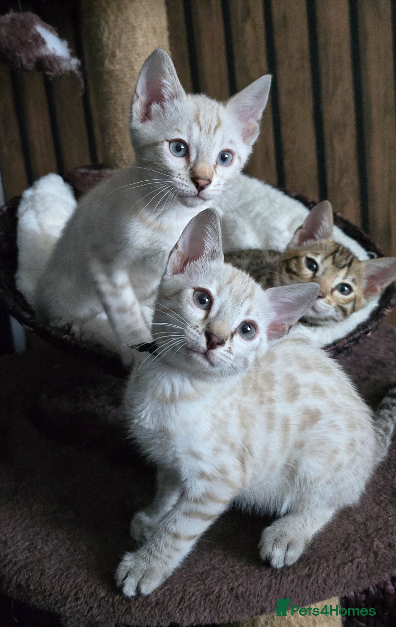 Bengal cats 🔥only 2 seal Lynx boys and 1 brown boy left🔥 - Advert 5