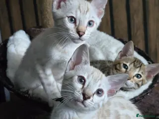 Bengal cats 🔥only 2 seal Lynx boys and 1 brown boy left🔥 - Advert 5