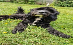 Cockapoo dogs for stud: PROVEN F1 Cockapoo STUD in Canterbury - Image 2