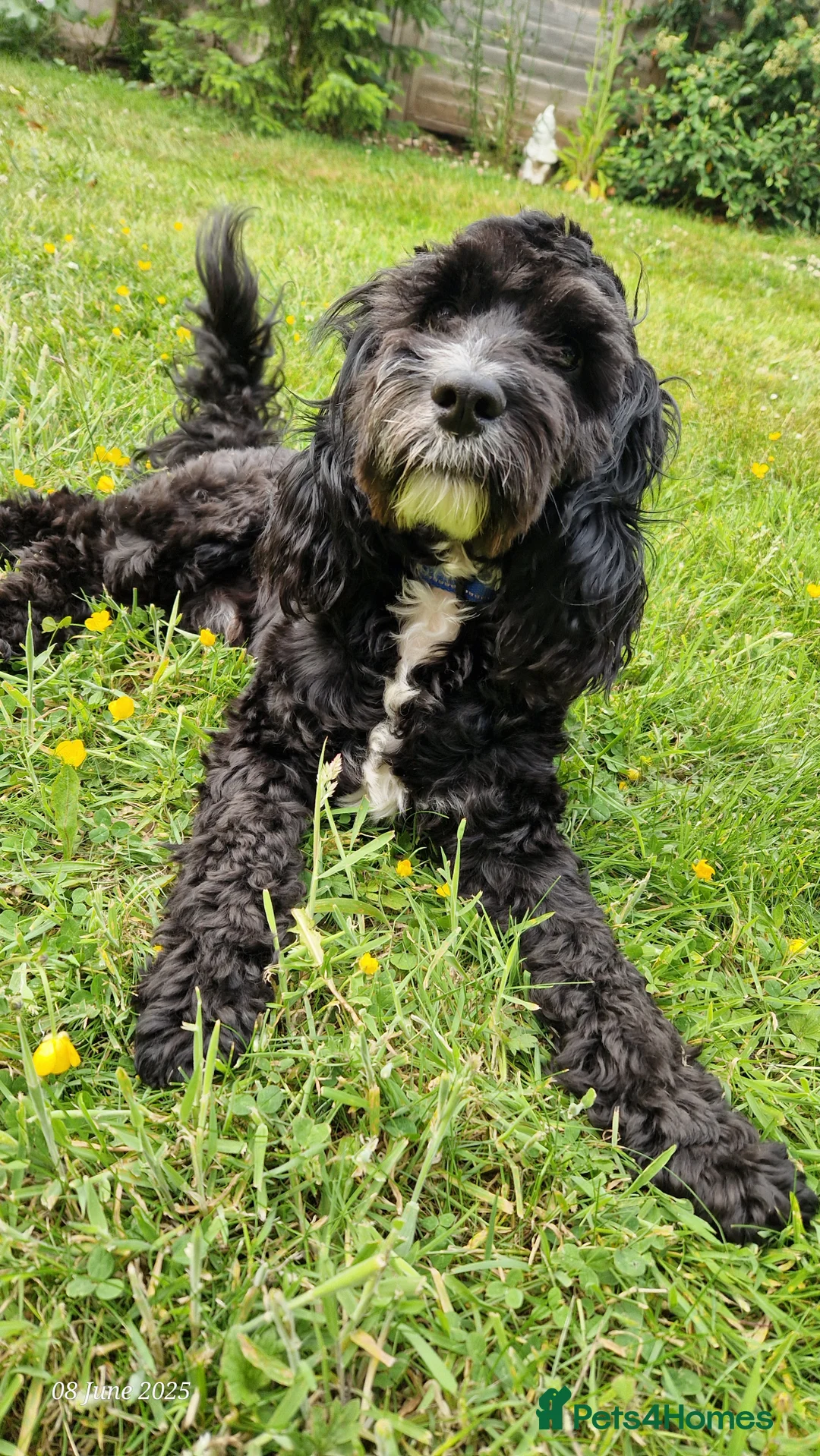 Cockapoo dogs for stud: PROVEN F1 Cockapoo for STUD in Canterbury - Advert 4