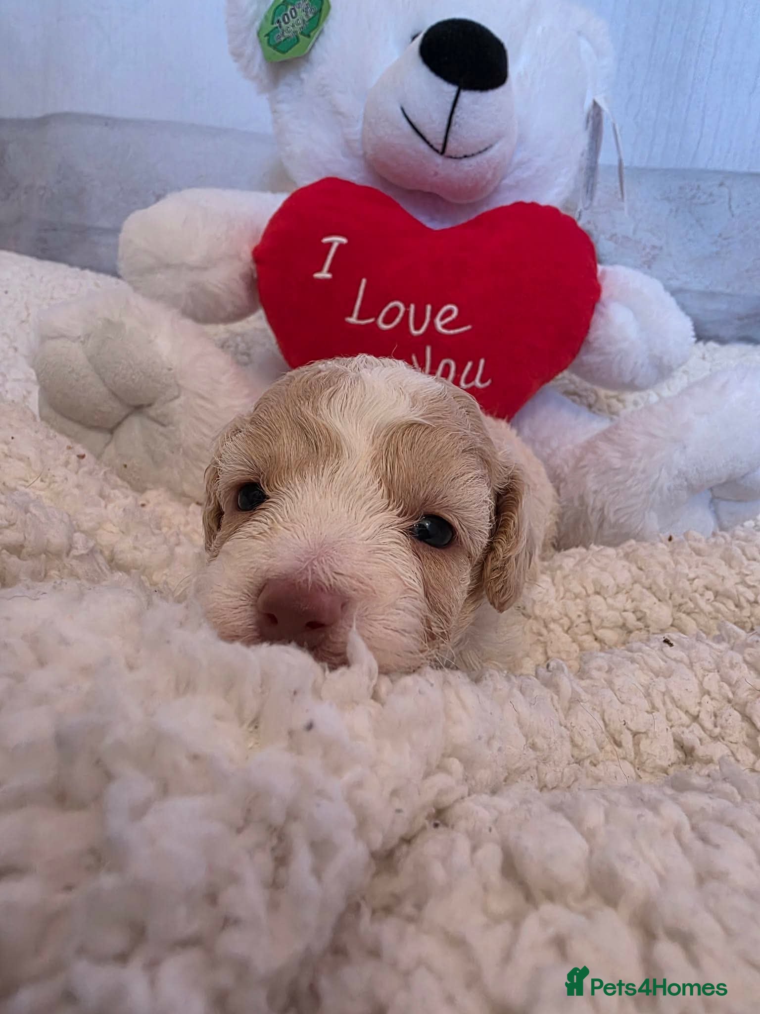 Cavapoo dogs Stunning cavapoos available  - Advert 1