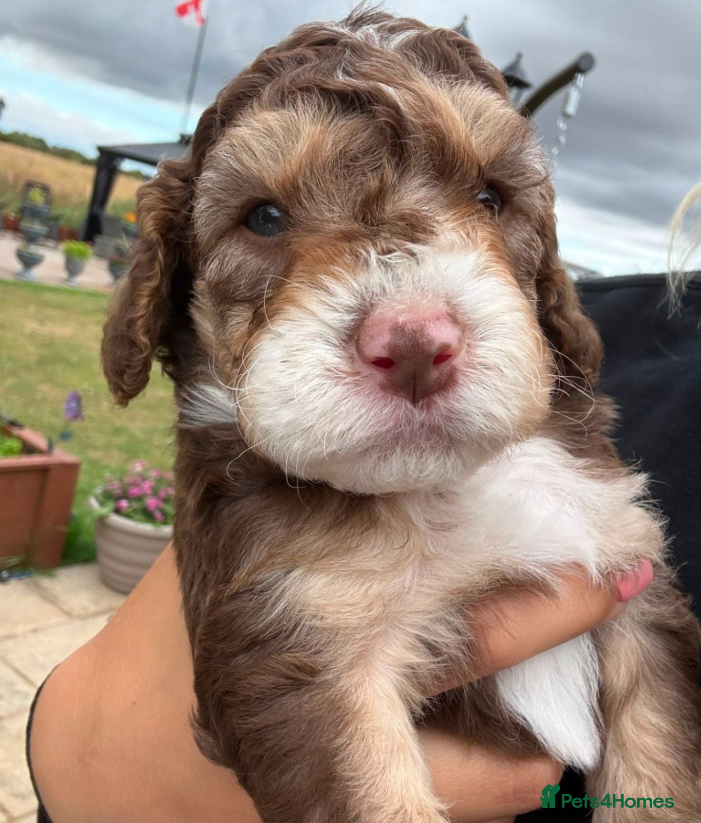 Cockapoo dogs Beautiful Cockapoo Puppies – Ready to Reserve 🐶❤️ - Advert 13