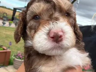 Cockapoo dogs Beautiful Cockapoo Puppies – Ready to Reserve 🐶❤️ - Advert 13