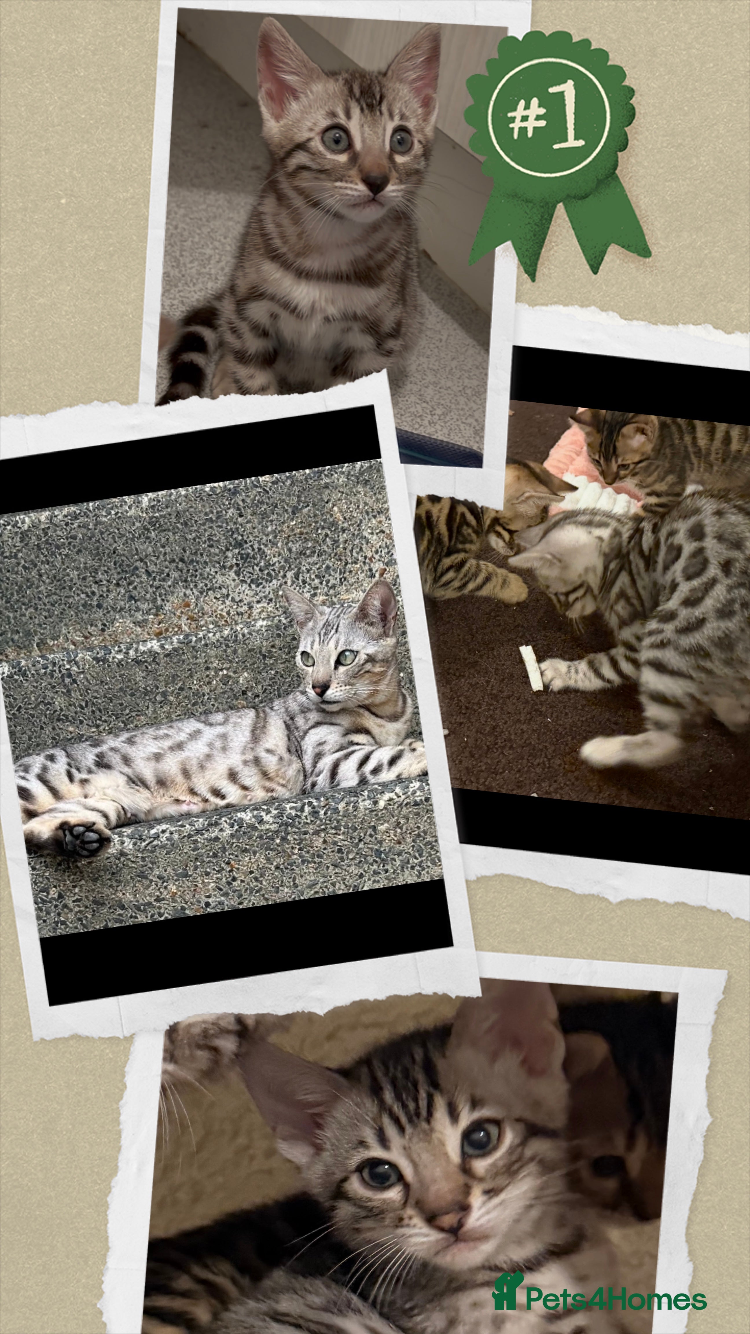 Bengal cats 🩶 BENGAL 🔥 KITTENS 🤍 TICA REGISTERED  - Advert 3