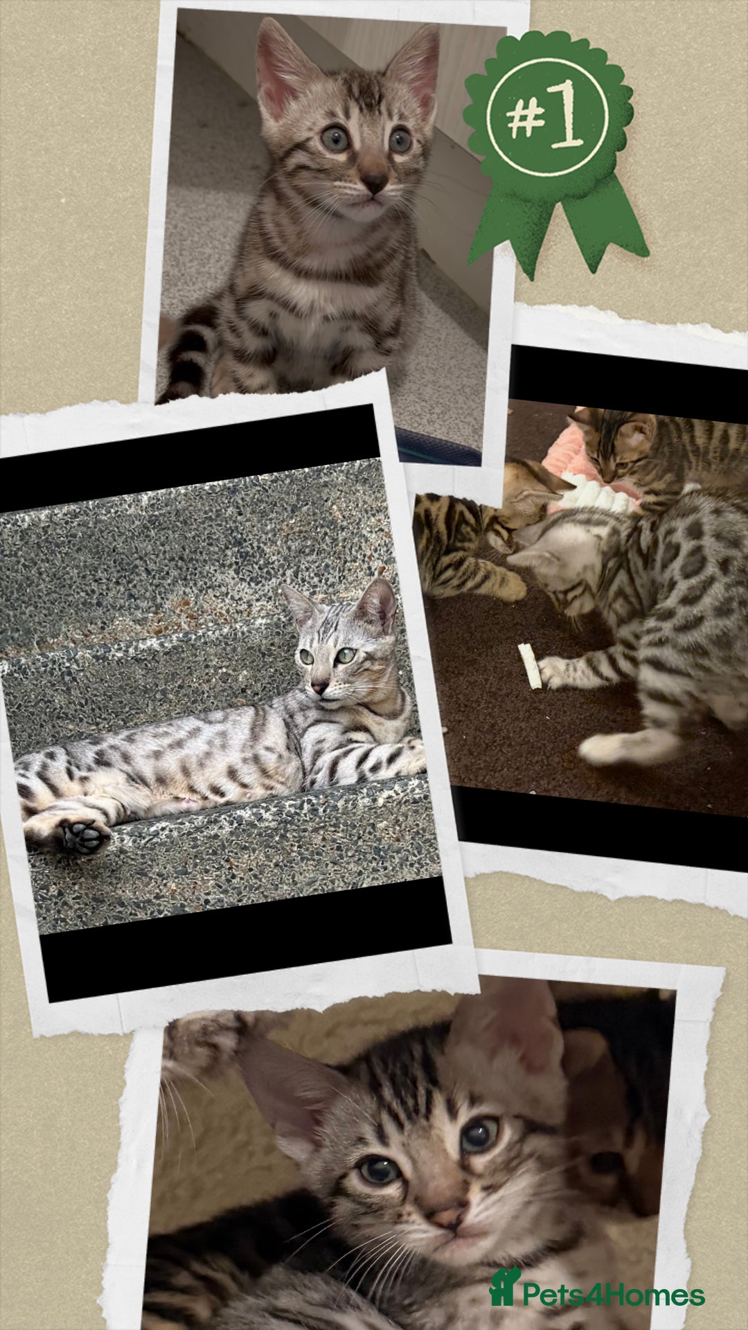 Bengal cats for sale: 🩶 BENGAL 🔥 KITTENS 🤍 TICA REGISTERED  - Advert 5