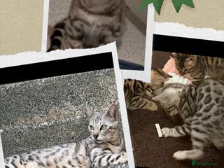 Bengal cats 🩶 BENGAL 🔥 KITTENS 🤍 TICA REGISTERED - Advert 3