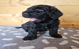 Australian Labradoodle dogs for sale: 💕 Stunning Australian Labradoodles! 💕 - Image 11