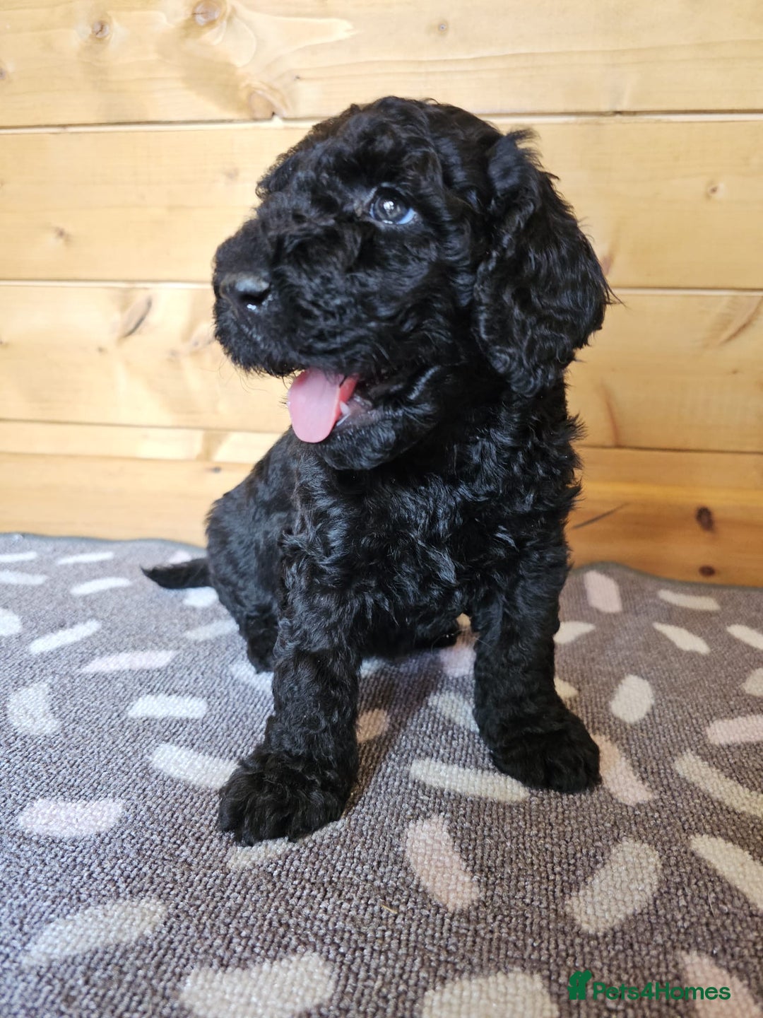 Australian Labradoodle dogs for sale: 💕 Stunning Australian Labradoodles! 💕 - Image 11