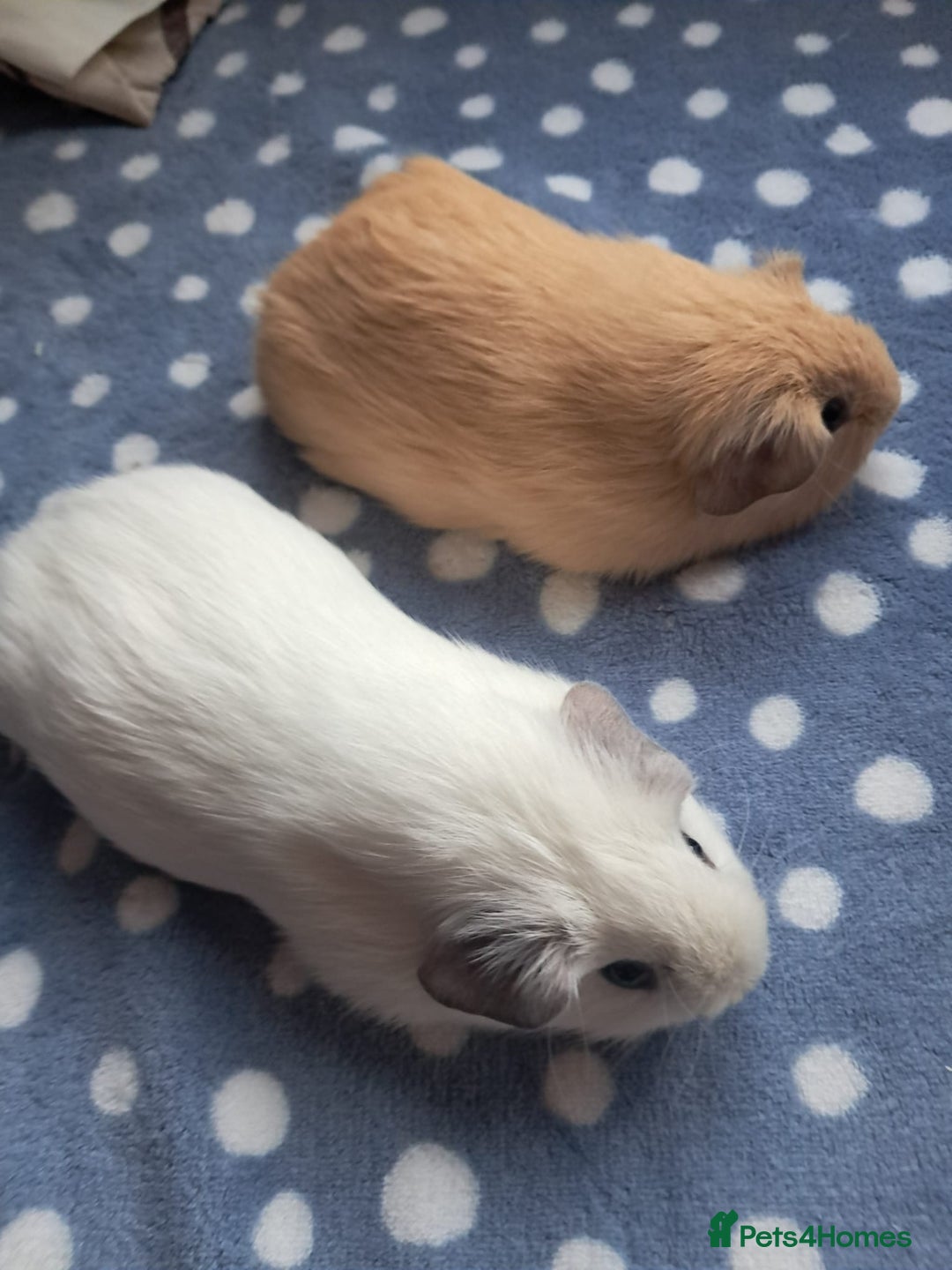 Guinea Pig rodents for sale: BEAUTIFUL BABY BOY CALIFORNIANS - Advert 1