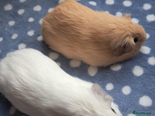 Guinea Pig rodents BEAUTIFUL BABY BOY CALIFORNIANS - Advert 5