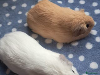 Guinea Pig rodents BEAUTIFUL BABY BOY CALIFORNIANS - Advert 1