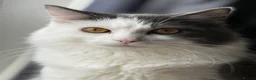 British Longhair cats for sale: 1 year old Grey and white boy  in Calne - Advert 2
