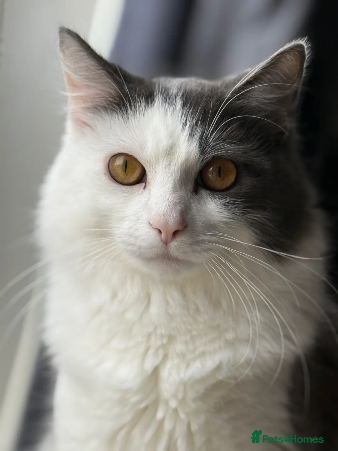 British Longhair cats for sale: 1 year old Grey and white boy  in Calne - Advert 2