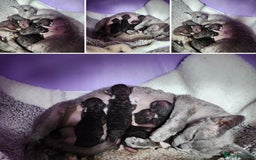 Devon Rex cats for sale: *Kittens born yesterday* FiFi registered  - Image 2